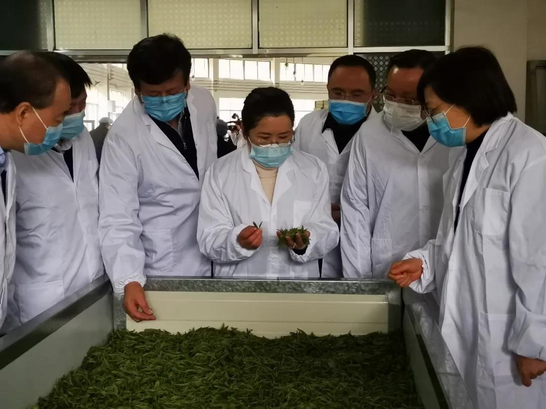 湖南省沅陵碣灘茶業有限公司,沅陵碣灘茶,茶葉加工銷售,茶文化傳播 湖南省沅陵碣灘茶業有限公司,沅陵碣灘茶,茶葉加工銷售,茶文化傳播