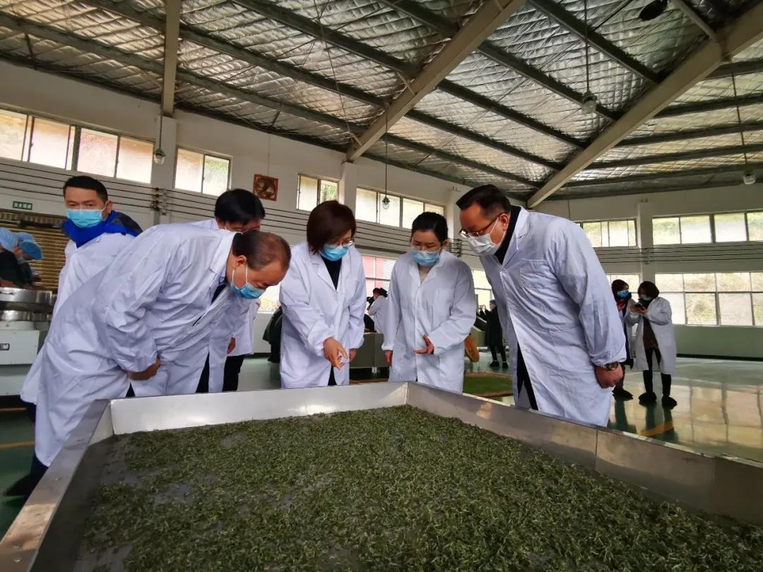 湖南省沅陵碣灘茶業有限公司,沅陵碣灘茶,茶葉加工銷售,茶文化傳播 湖南省沅陵碣灘茶業有限公司,沅陵碣灘茶,茶葉加工銷售,茶文化傳播