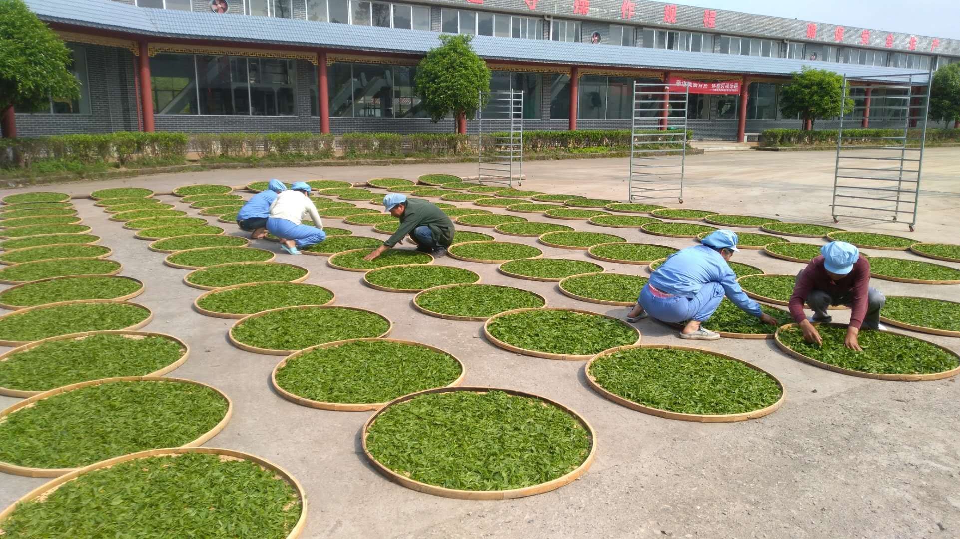 湖南省沅陵碣灘茶業有限公司,沅陵碣灘茶,茶葉加工銷售,茶文化傳播 湖南省沅陵碣灘茶業有限公司,沅陵碣灘茶,茶葉加工銷售,茶文化傳播